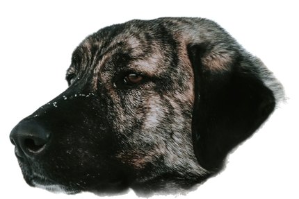 Mâtin Espagnol