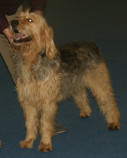 Otterhound