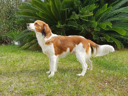 Petit Chien Hollandais de Chasse au Gibier d'Eau