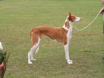 Podenco Ibicenco