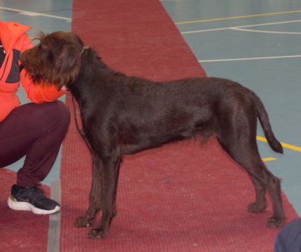 Pudelpointer