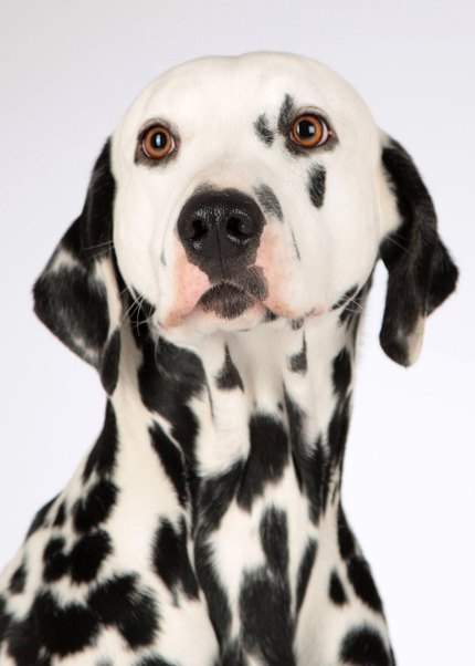 Dalmatien