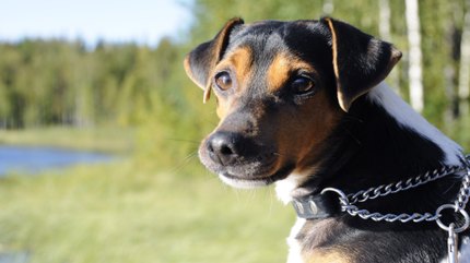 Terrier Brésilien