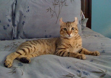 Highland Lynx