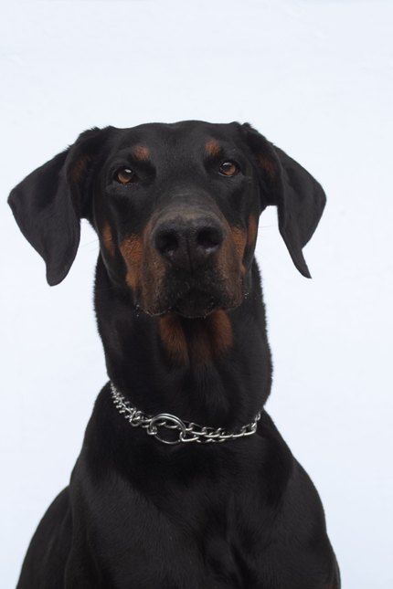 Dobermann