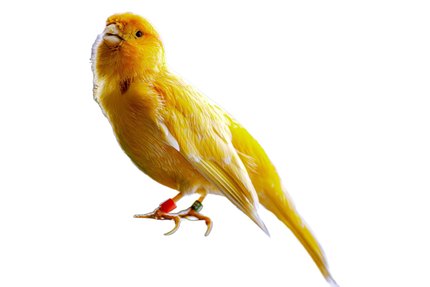 Canari