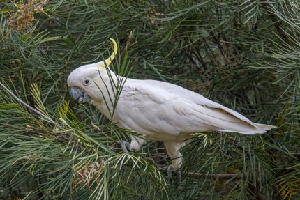 Cacatoès