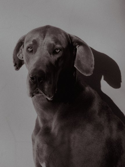 Dogue Allemand - Danois