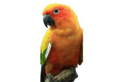Conure