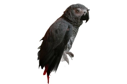 Gris du Gabon