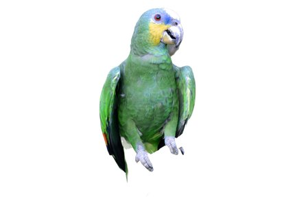 Amazone