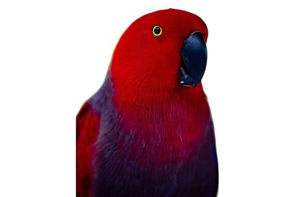 Eclectus