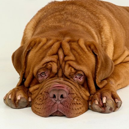Dogue de Bordeaux