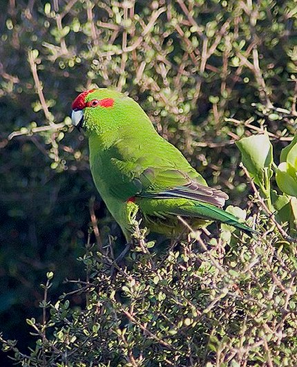 Kakariki