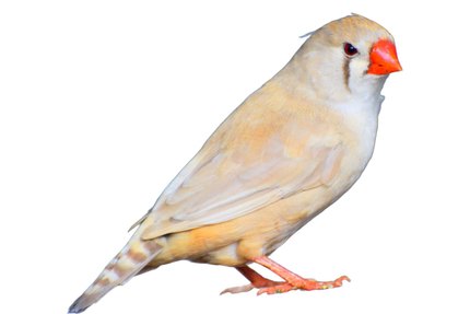 Mandarin