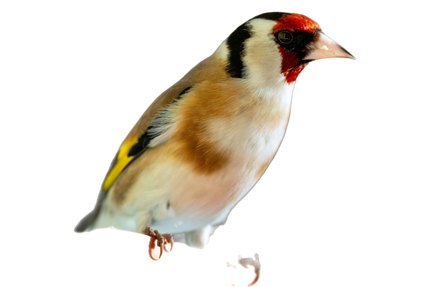 Chardonneret élégant