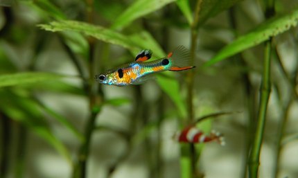 Guppy coloré