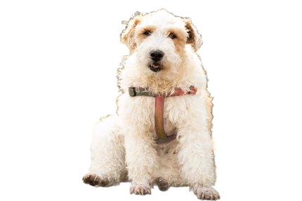 Fox Terrier