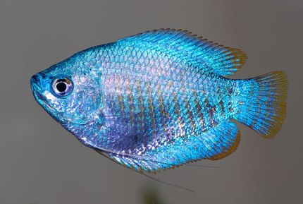 Gourami nain