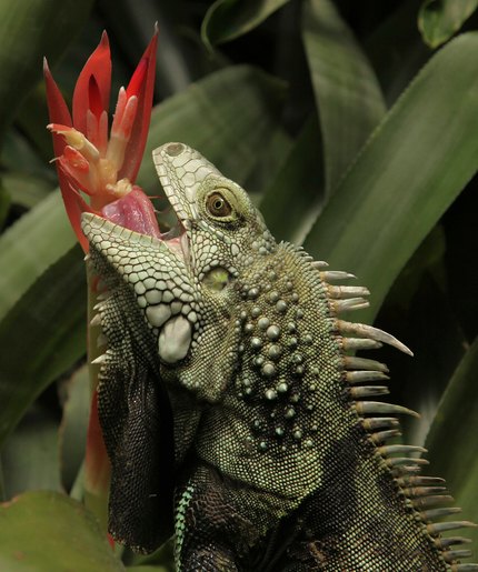 Iguane