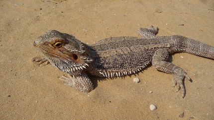 Lézard