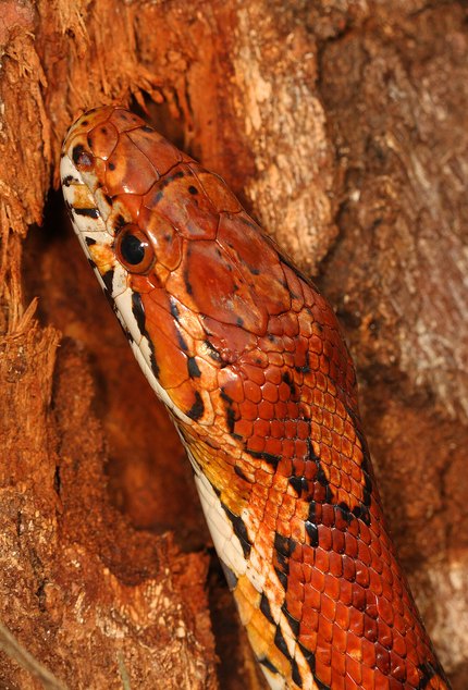 Serpent