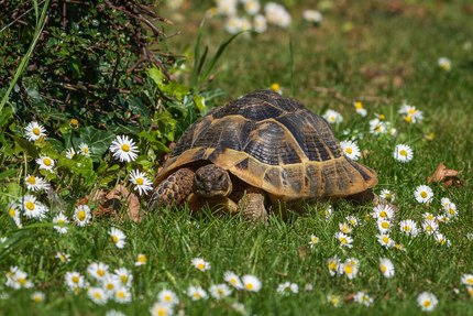 Tortue