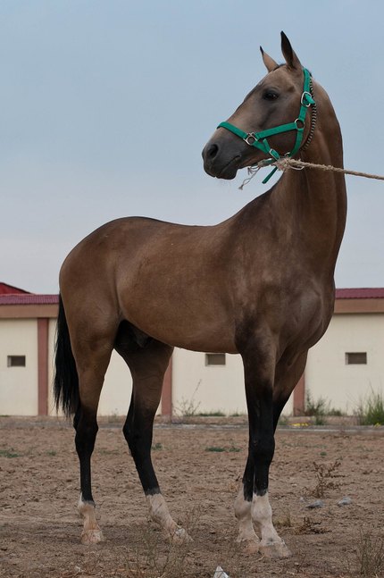 Akhal-Teke