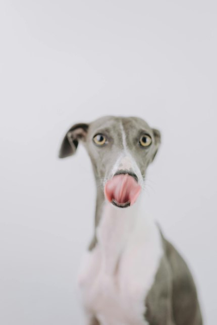 Greyhound