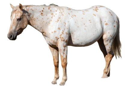 Appaloosa