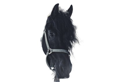 Frison