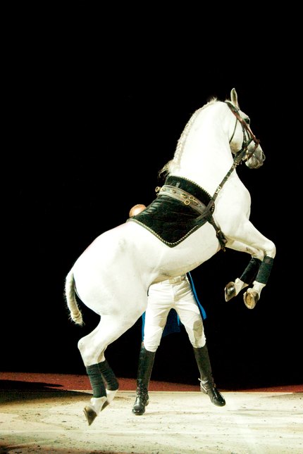Lipizzan