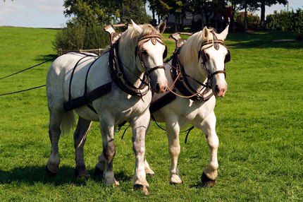 Percheron