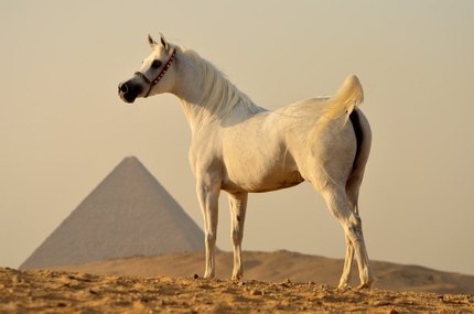Pur-Sang Arabe