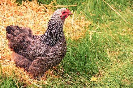 Poule Brahma