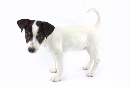 Jack Russell