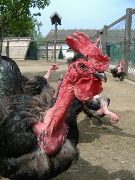 Poule Cou nu