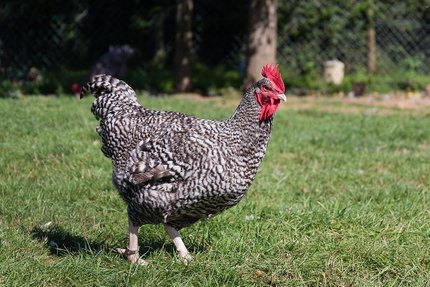 Poule Coucou de Rennes