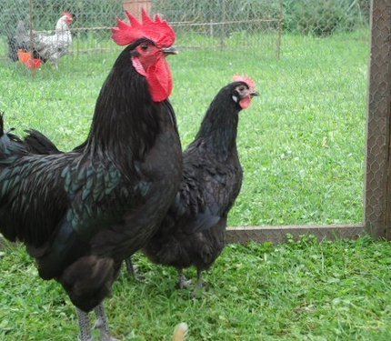 Poule Géline de Touraine
