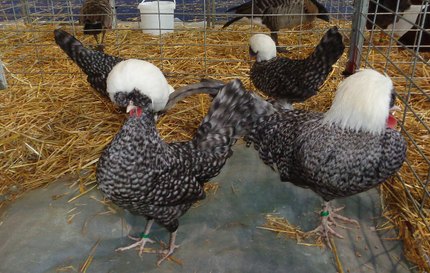 Poule Hollandaise Huppée