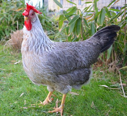 Poule Leghorn