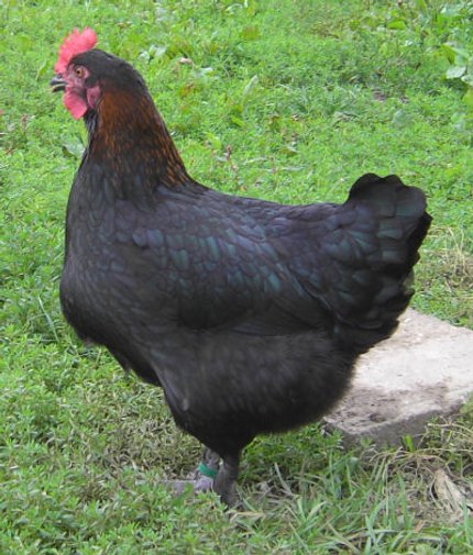 Poule de Marans