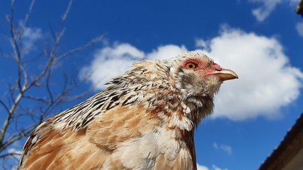 Poule Araucana