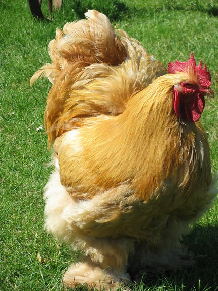Poule Cochin