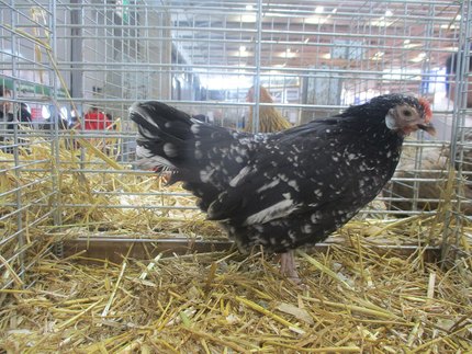 Poule Gournay