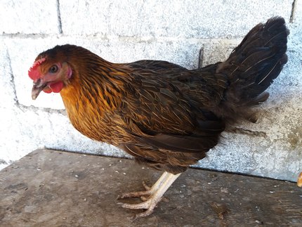 Poule Harco
