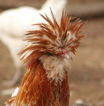 Poule de Padoue