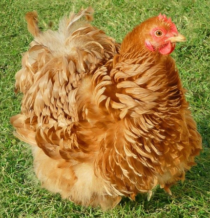 Poule Pékin