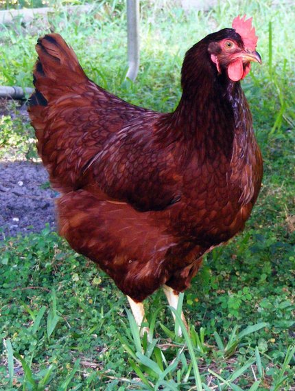 Poule rousse