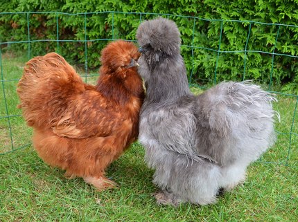 Poule Soie